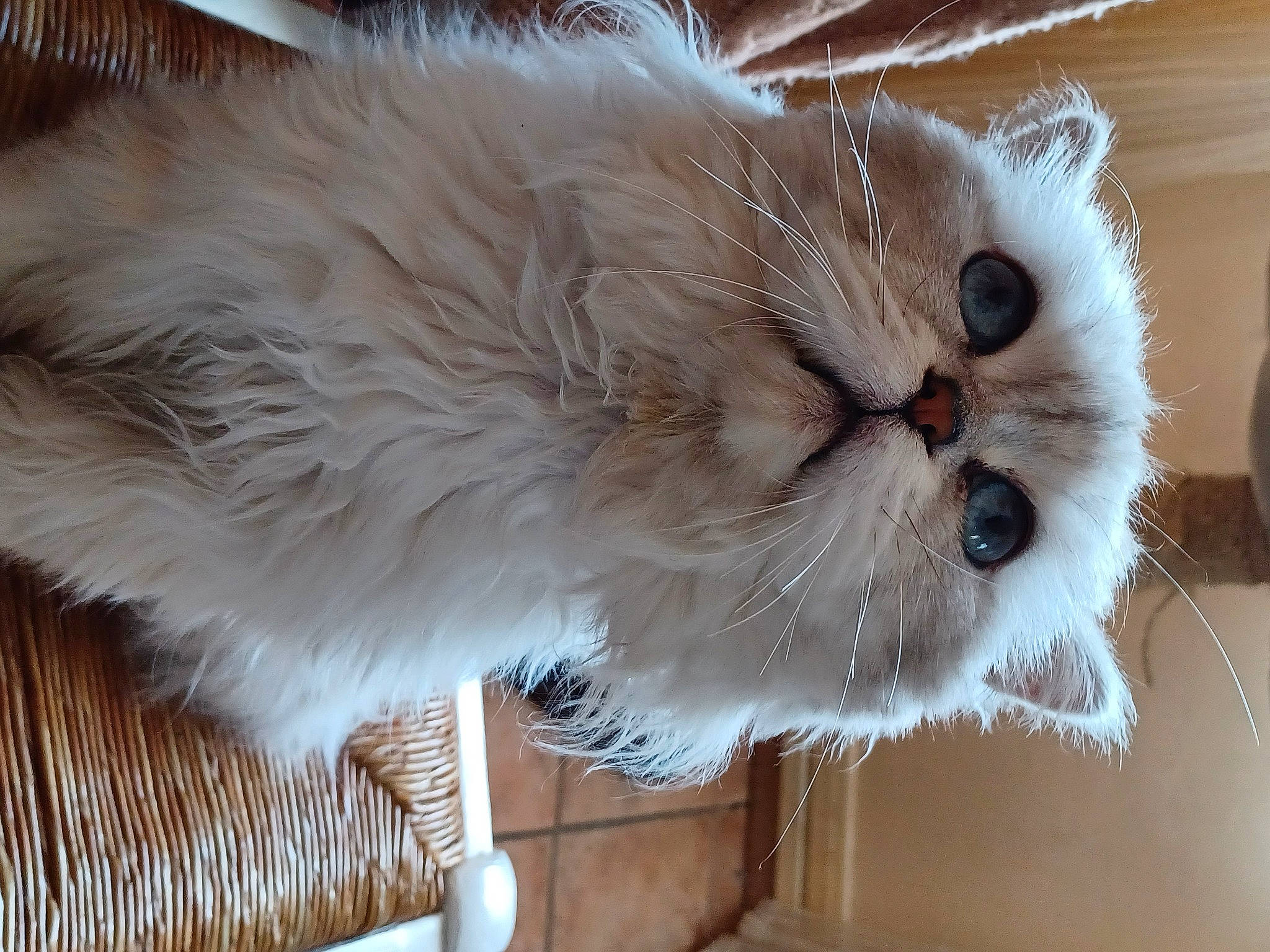 Nougat participe au concours pour gagner de l'argent avec cette photo : british_longhair, carnivore, cat, event, fashion_accessory, fawn, felidae, fur, natural_material, persian, small_to_medium_sized_cats, snout, tail, terrestrial_animal, whiskers