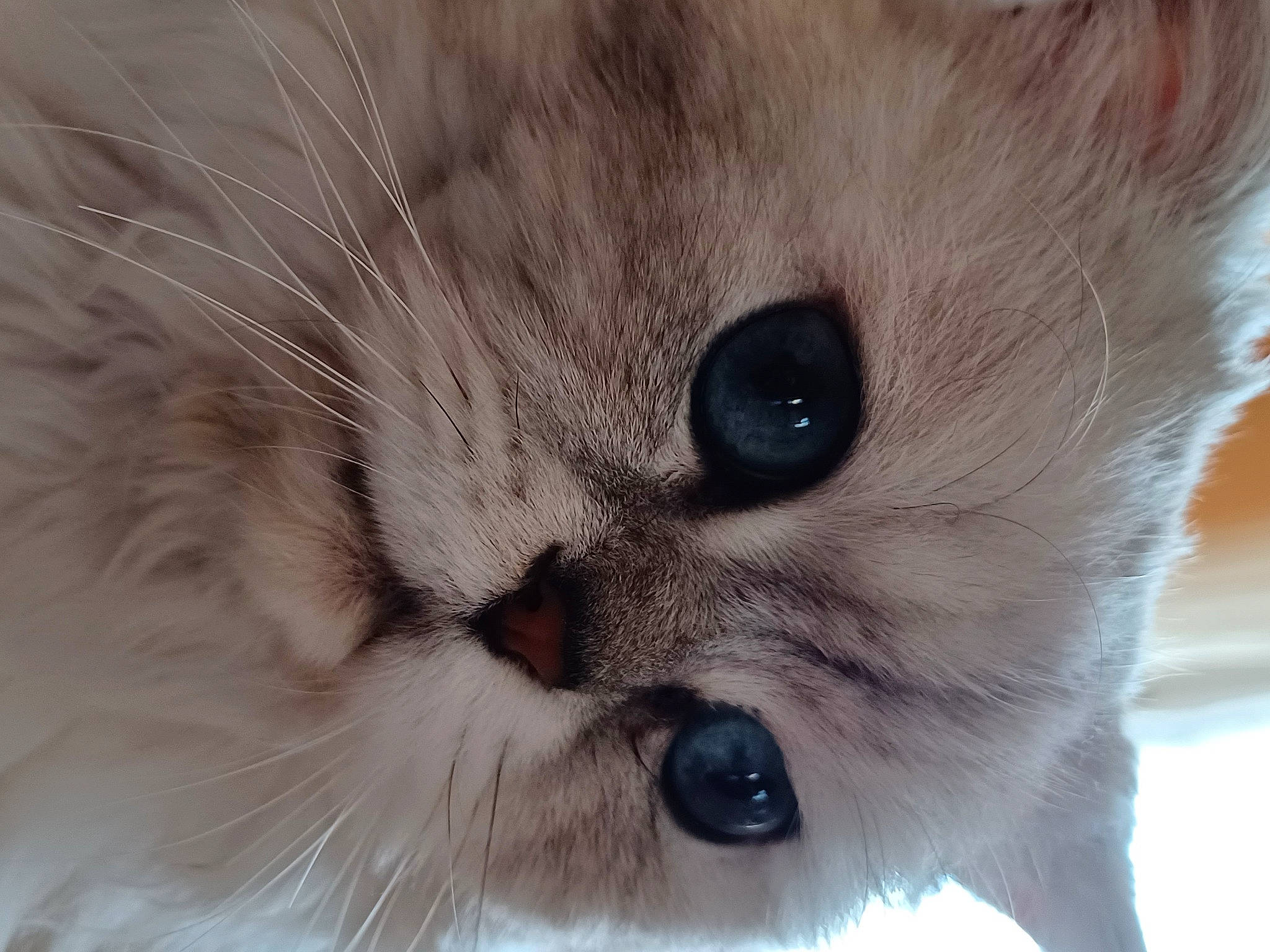 Nougat a rejoint le concours — aidez-le/la à gagner de superbes lots ! balinese, british_longhair, carnivore, cat, close_up, domestic_short_haired_cat, eye, fawn, felidae, fur, hair, head, human_body, iris, no_expression, small_to_medium_sized_cats, snout, terrestrial_animal, thai, whiskers