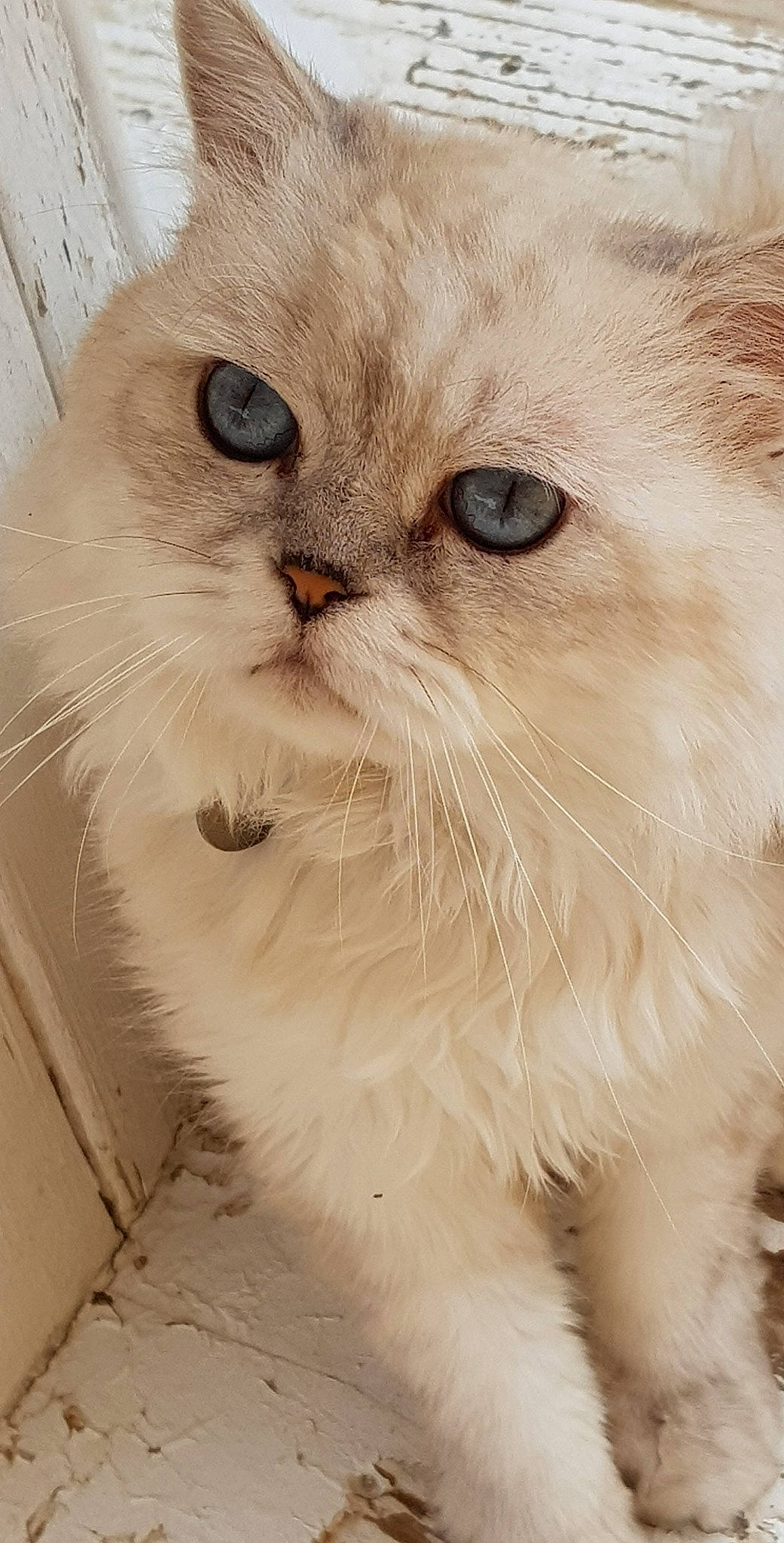 Nougat participe au concours pour gagner de l'argent avec cette photo : british_longhair, carnivore, cat, comfort, felidae, fur, iris, persian, small_to_medium_sized_cats, snout, terrestrial_animal, whiskers