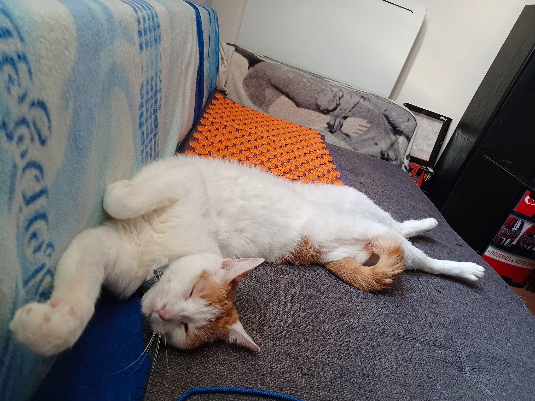 Scooby participe au concours pour gagner de l'argent avec cette photo : bed, bedding, canidae, carnivore, cat, comfort, companion_dog, couch, domestic_short_haired_cat, fawn, felidae, fur, linens, paw, small_to_medium_sized_cats, snout, sporting_group, tail, whiskers, wood