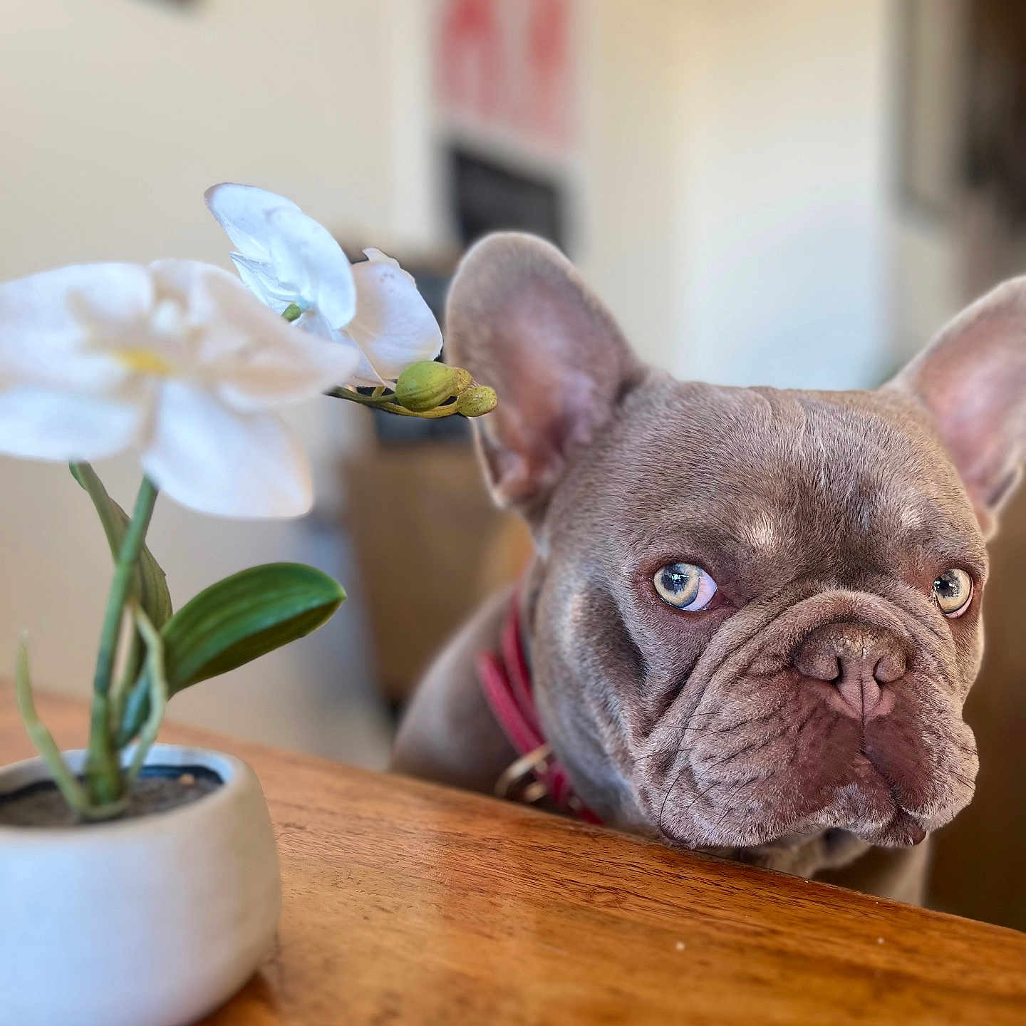 Tyson a rejoint le concours — aidez-le/la à gagner de superbes lots ! animal, bulldog, canine, dog, flower, flowerarrangement, frenchbulldog, geranium, hardwood, ikebana, indoors, interiordesign, leaf, pet, petal, plant, pottedplant, pottery, puppy, wood