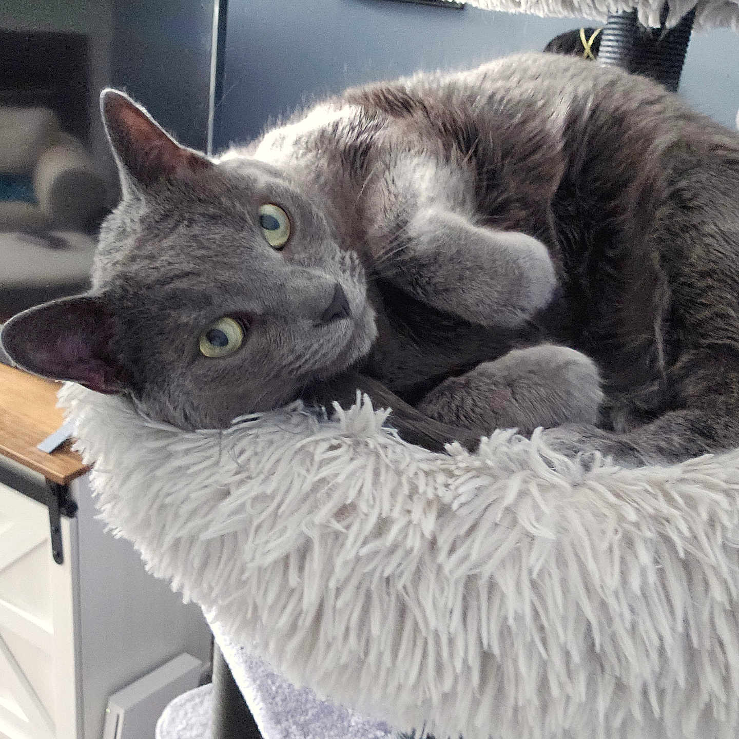 Randall Bucatini joined the competition — help win amazing prizes! cat, gray_cat, pet, feline, fluffy, cat_tree, indoor, home, furniture, television, relaxed, cozy, curious, green_eyes, closeup, resting, soft_texture, living_room, cute, animal