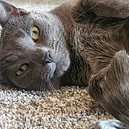 Randall Bucatini is registered to the contest to win money with this photo: cat, gray_cat, pet, animal, feline, yellow_eyes, carpet, indoor, close_up, whiskers, paw, fur, relaxed, lying_down, cute, domestic_cat, portrait, soft_texture, cozy, sleepy