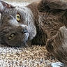 cat, gray_cat, pet, animal, feline, yellow_eyes, carpet, indoor, close_up, whiskers, paw, fur, relaxed, lying_down, cute, domestic_cat, portrait, soft_texture, cozy, sleepy