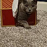 Randall Bucatini is registered to the contest to win money with this photo: cat, gray_cat, shoebox, cardboard_box, carpet, indoor, pet, animal, curious, playful, paw, tissue, furniture, wall, home, cozy, cute, domestic_cat, resting, looking