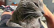 Randall Bucatini joined the competition — help win amazing prizes! cat, gray_cat, pet, hand, lap, indoor, blurred_background, fur, whiskers, relaxed, cozy, person, comfort, animal, closeup, domestic_cat, resting, soft, cute, companionship
