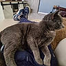 cat, gray_cat, indoor, living_room, television, cartoon, person, sneakers, feet, couch, carpet, relaxing, furniture, casual, home, pet, animal, cozy, lap, resting