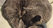 Randall Bucatini is registered to the contest to win money with this photo: animal, blanket, blue, cat, comfort, cozy, curled_up, fabric, furry, gray_cat, home, indoor, jeans, napping, pet, relaxation, resting, sleeping, soft, texture