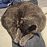 Randall Bucatini is registered to the contest to win money with this photo: cat, gray_cat, sleeping, curled_up, jeans, fabric, indoor, cozy, resting, furry, pet, animal, soft, blanket, blue, texture, relaxation, comfort, home, napping