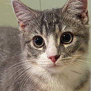 Quinn is registered to the contest to win money with this photo: animal, cat, close_up, curious_eyes, cute, domestic_cat, ears, face, feline, gray_cat, indoor, kitten, mammal, pet, pink_nose, portrait, soft_fur, whiskers, white_fur, young_cat