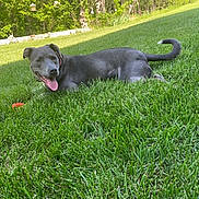 Rosie joined the competition — help win amazing prizes! dog, grass, outdoor, greenery, sunlight, playful, tongue_out, pet, canine, nature, yard, summer, ball, animal, happy, daytime, resting, mammal, garden, leisure