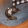 Rosie is registered to the contest to win money with this photo: dog, black_and_white, bean_bag, pillow, checkered, indoor, wood_floor, relaxed, pet, canine, fur, lying_down, belly_up, ear, paw, cozy, flag, yellow, wall, home