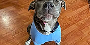 Rosie is registered to the contest to win money with this photo: dog, party_hat, blue_shirt, indoor, wooden_floor, pet, canine, sitting, looking_up, celebration, costume, domestic_animal, brown_floor, ears, animal_clothing, collar, cute, adorable, household, flooring