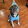 adorable, animal_clothing, blue_shirt, brown_floor, canine, celebration, collar, costume, cute, dog, domestic_animal, ears, flooring, household, indoor, looking_up, party_hat, pet, sitting, wooden_floor