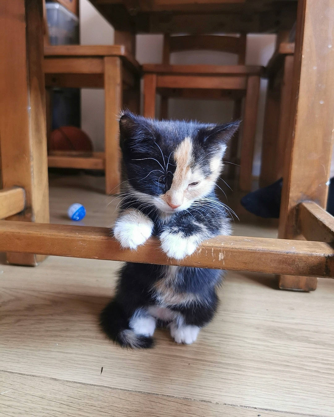 Nezuko joined the competition — help win amazing prizes! carnivore, cat, chair, electric_blue, fawn, felidae, floor, flooring, fur, furniture, hardwood, laminate_flooring, shelf, small_to_medium_sized_cats, tail, whiskers, window, wood, wood_flooring, wood_stain