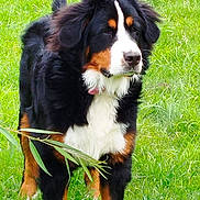 Romy a rejoint le concours — aidez-le/la à gagner de superbes lots ! animal, appenzeller, backyard, canine, cockerspaniel, collie, dog, field, grass, grassland, green, hound, lawn, nature, outdoors, pet, plant, puppy, vegetation, yard