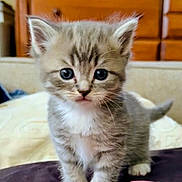 Marty is registered to the contest to win money with this photo: kitten, cat, animal, pet, furry, cute, indoor, blue_eyes, young, small, fur, whiskers, tabby, domestic, mammal, face, ears, paws, curious, soft
