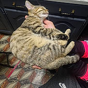 Perle participe au concours pour gagner de l'argent avec cette photo : animal, cabinet, cat, cozy, domestic, drawer, floor, hands, indoor, jacket, nike, pants, patterned_floor, person, pet, pink, relaxed, resting, sleeping, tabby_cat