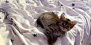Perle participe au concours pour gagner de l'argent avec cette photo : kitten, cat, bed, blanket, pillow, star_pattern, indoor, cute, pet, feline, small, fur, sleeping_area, cozy, soft, domestic, animal, young, resting, curious