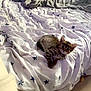kitten, cat, bed, blanket, pillow, star_pattern, indoor, cute, pet, feline, small, fur, sleeping_area, cozy, soft, domestic, animal, young, resting, curious