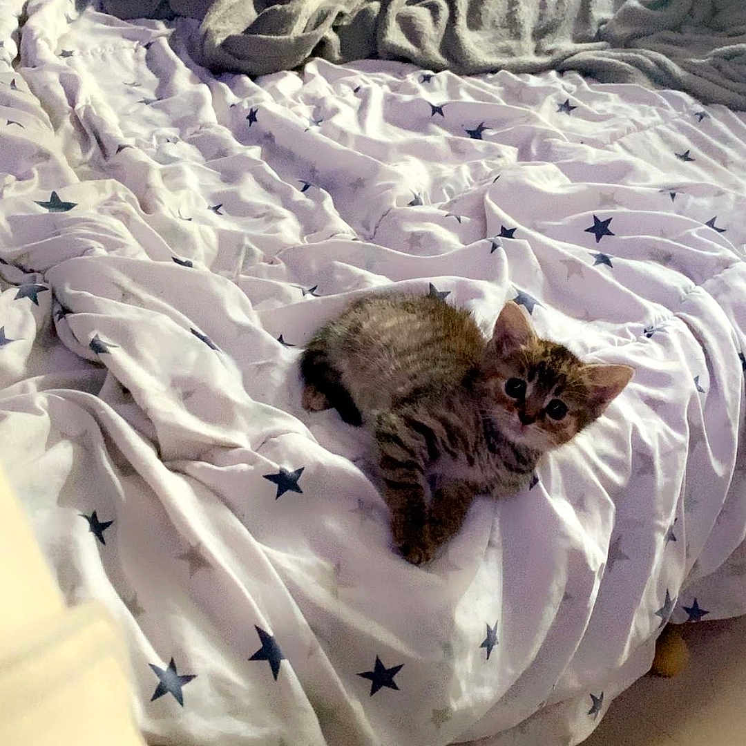 Perle participe au concours pour gagner de l'argent avec cette photo : animal, bed, blanket, cat, cozy, curious, cute, domestic, feline, fur, indoor, kitten, pet, pillow, resting, sleeping_area, small, soft, star_pattern, young