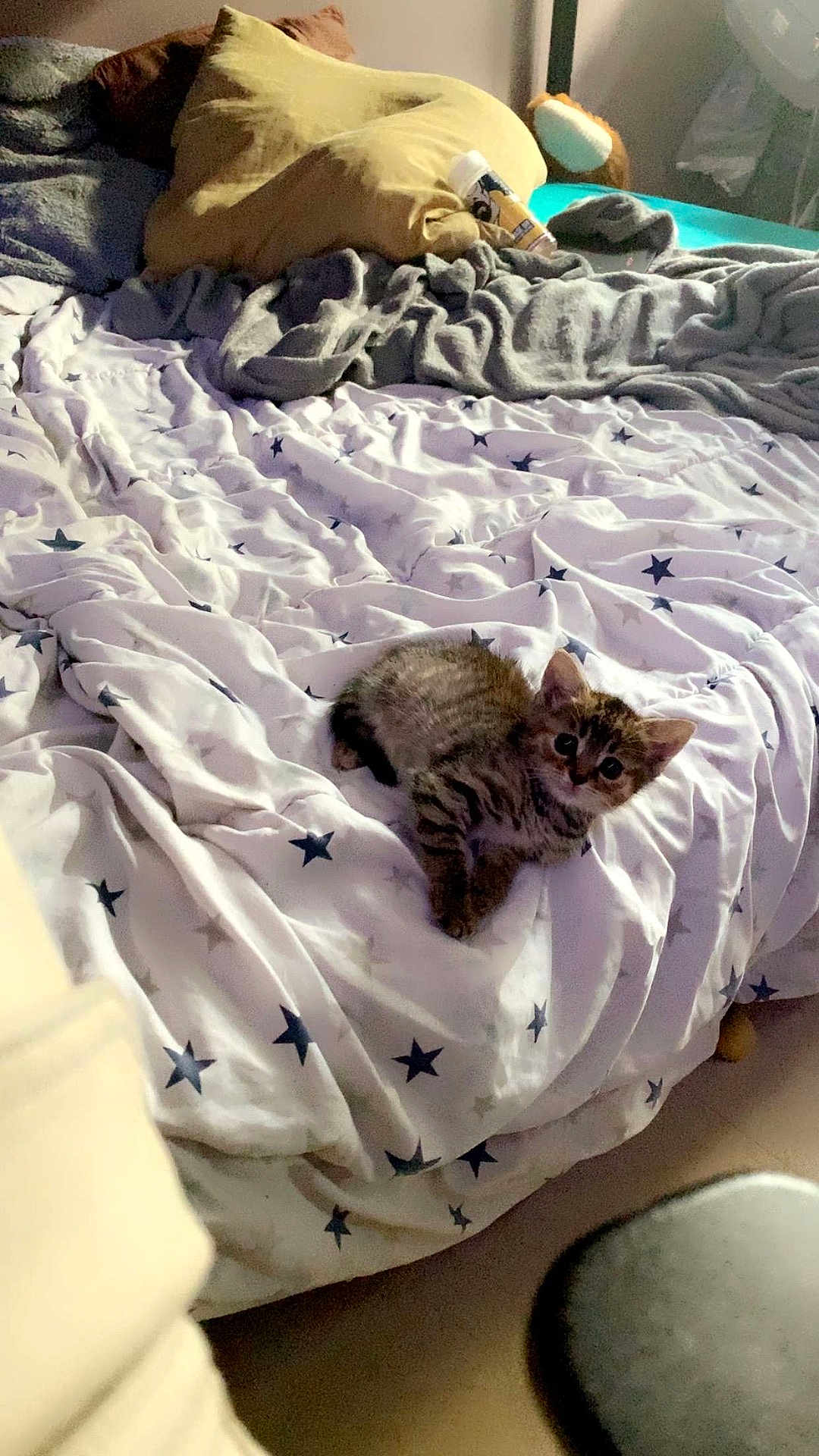 Perle participe au concours pour gagner de l'argent avec cette photo : kitten, cat, bed, blanket, pillow, star_pattern, indoor, cute, pet, feline, small, fur, sleeping_area, cozy, soft, domestic, animal, young, resting, curious
