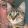 Perle a rejoint le concours — aidez-le/la à gagner de superbes lots ! animal, cat, closeup, cute, expression, eyes, face, feline, fur, glasses, hand, holding, indoor, kitten, person, pet, portrait, tabby, whiskers, young