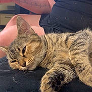 Perle a rejoint le concours — aidez-le/la à gagner de superbes lots ! cat, tabby, sleepy, relaxed, fur, person, arm, tattoo, black_clothing, lace, television, blurred_background, indoor, couch, resting, closeup, paw, whiskers, home, casual