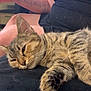 cat, tabby, sleepy, relaxed, fur, person, arm, tattoo, black_clothing, lace, television, blurred_background, indoor, couch, resting, closeup, paw, whiskers, home, casual
