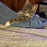 animal, bed, blanket, cat, collar, ears, eyes, feline, gray_cat, indoor, jeans, kitten, lying_down, paw, pet, portrait, sitting, tabby, whiskers, wood_paneling