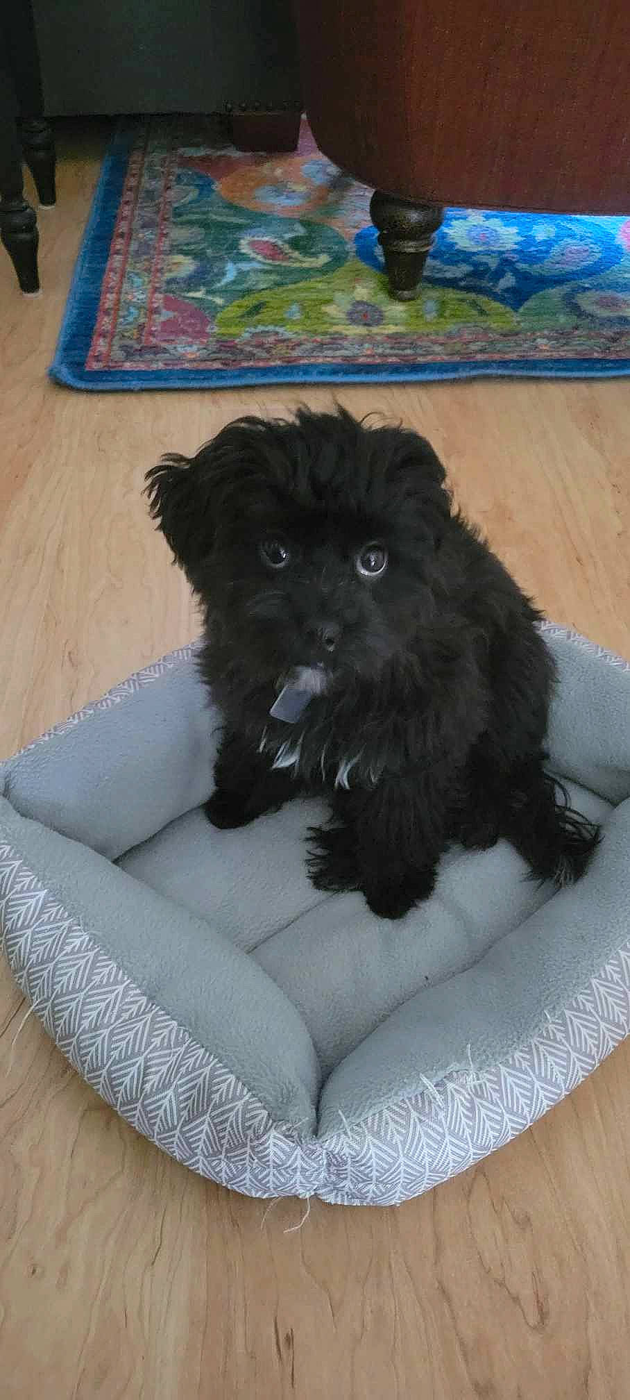 Poppy joined the competition — help win amazing prizes! black, canidae, carnivore, comfort, companion_dog, couch, dog, dog_bed, dog_breed, dog_supply, flooring, fur, hardwood, liver, pet_supply, sporting_group, terrier, toy_dog, water_dog, working_animal