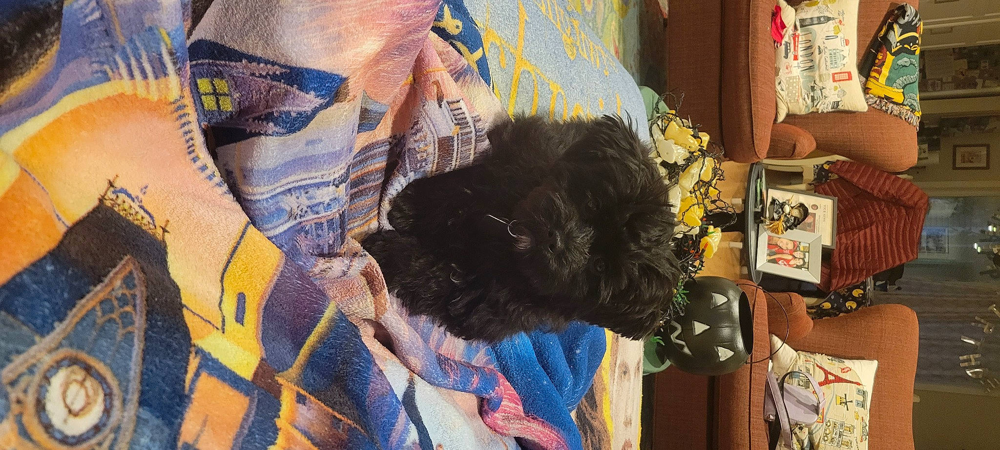 Poppy joined the competition — help win amazing prizes! companion_dog, dog_breed, fashion_accessory, fur, fur_clothing, linens, natural_material, pattern, plant, room, sleeve, t_shirt, textile, visual_arts