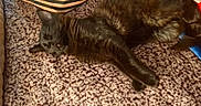Bear is registered to the contest to win money with this photo: animal, black_cat, blanket, cat, close_up, comfort, cozy, domestic, feline, fur, home, indoor, laying_down, pet, relaxation, resting, sleeping, soft_light, striped_bag, texture
