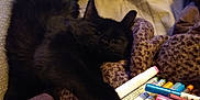 Bear is registered to the contest to win money with this photo: cat, black_cat, sleeping, blanket, markers, pens, leopard_print, bed, cozy, paw, furry, resting, indoor, soft, cute, animal, pet, relaxed, colorful, stationery