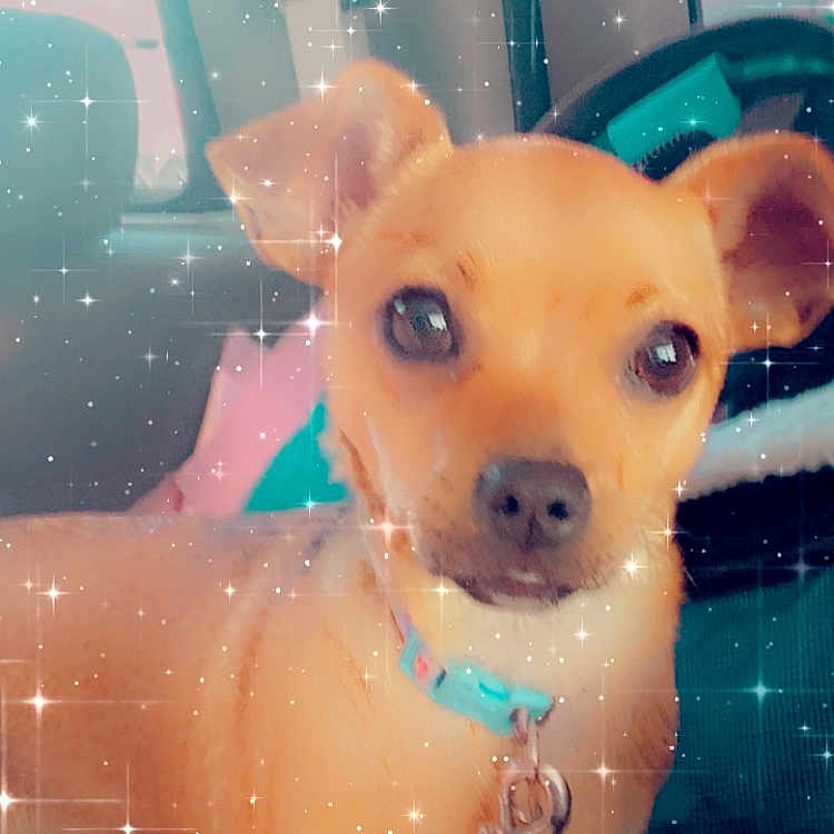 Linda joined the competition — help win amazing prizes! art, canidae, carnivore, collar, companion_dog, deer, dog, dog_breed, dog_supply, fawn, fun, glass, illustration, pattern, snout, sporting_group, terrestrial_animal, toy_dog, whiskers, working_animal