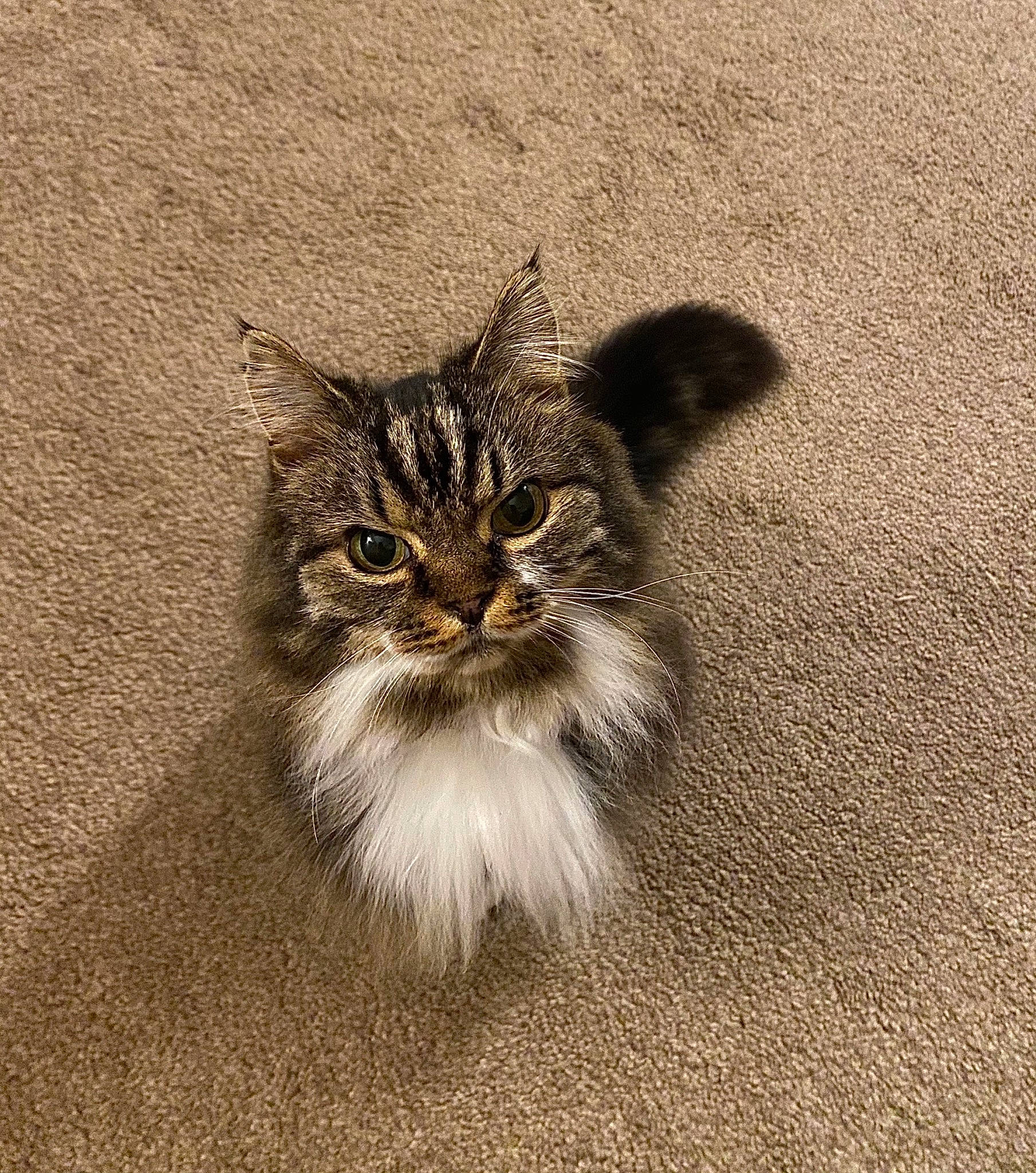 Shimmy joined the competition — help win amazing prizes! carnivore, cat, domestic_short_haired_cat, felidae, fur, grass, illustration, laperm, maine_coon, monochrome, paw, small_to_medium_sized_cats, snout, soil, terrestrial_animal, whiskers, wildlife