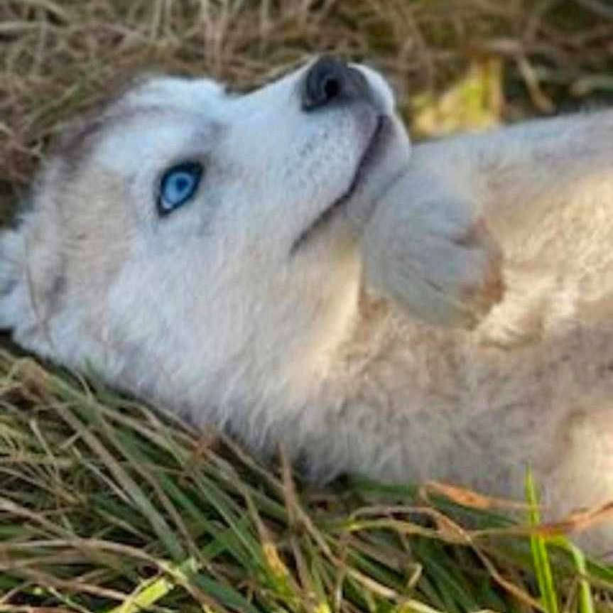 Snow participe au concours pour gagner de l'argent avec cette photo : animal, canine, dog, eskimodog, fox, grass, husky, outdoors, person, pet, plant, puppy, sleeping, snout, whitedog, wolf
