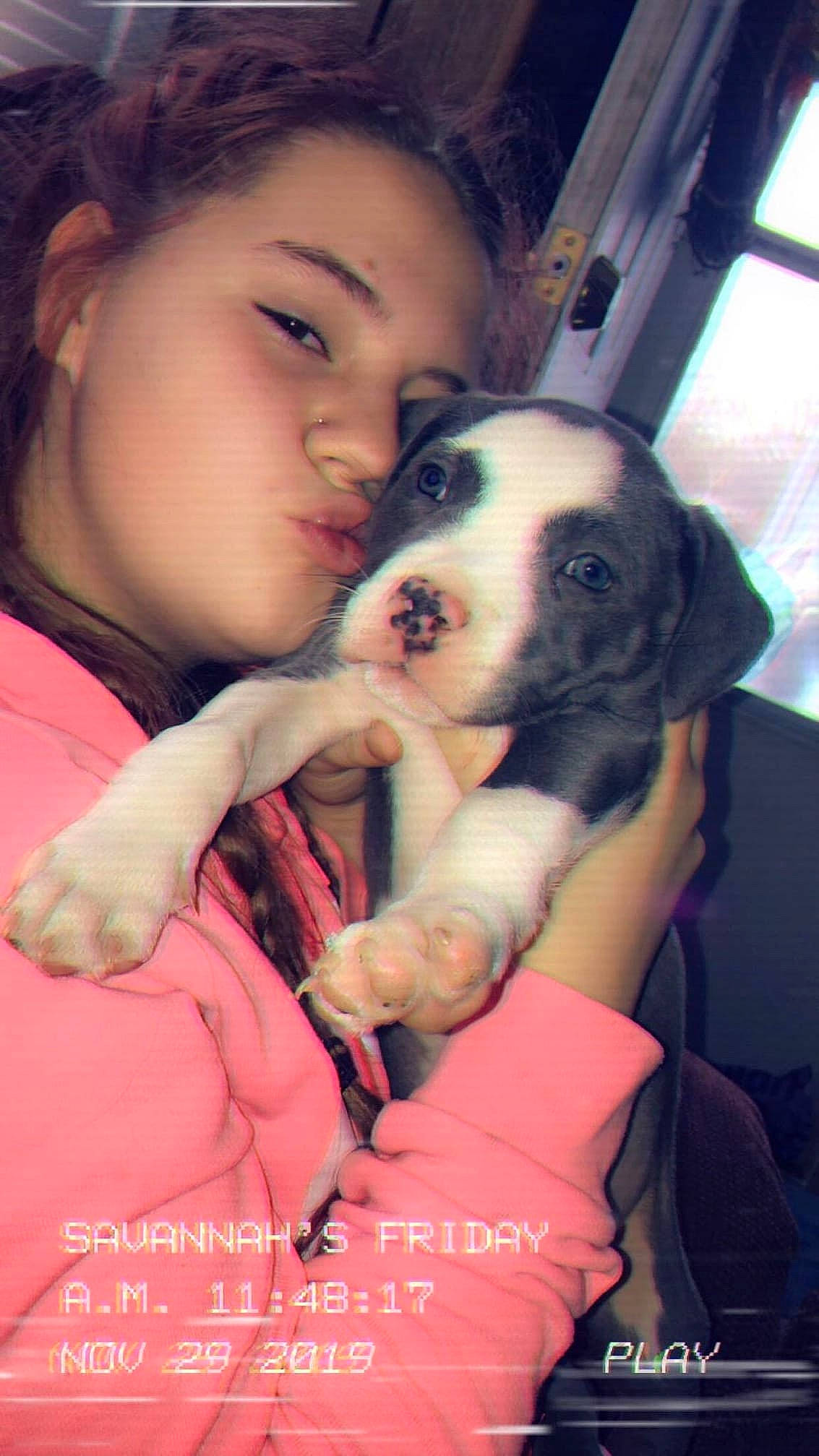 Ruckus joined the competition — help win amazing prizes! black_hair, canidae, carnivore, cheek, companion_dog, dog, dog_breed, fawn, non_sporting_group, nose, pit_bull, puppy, puppy_love, snout