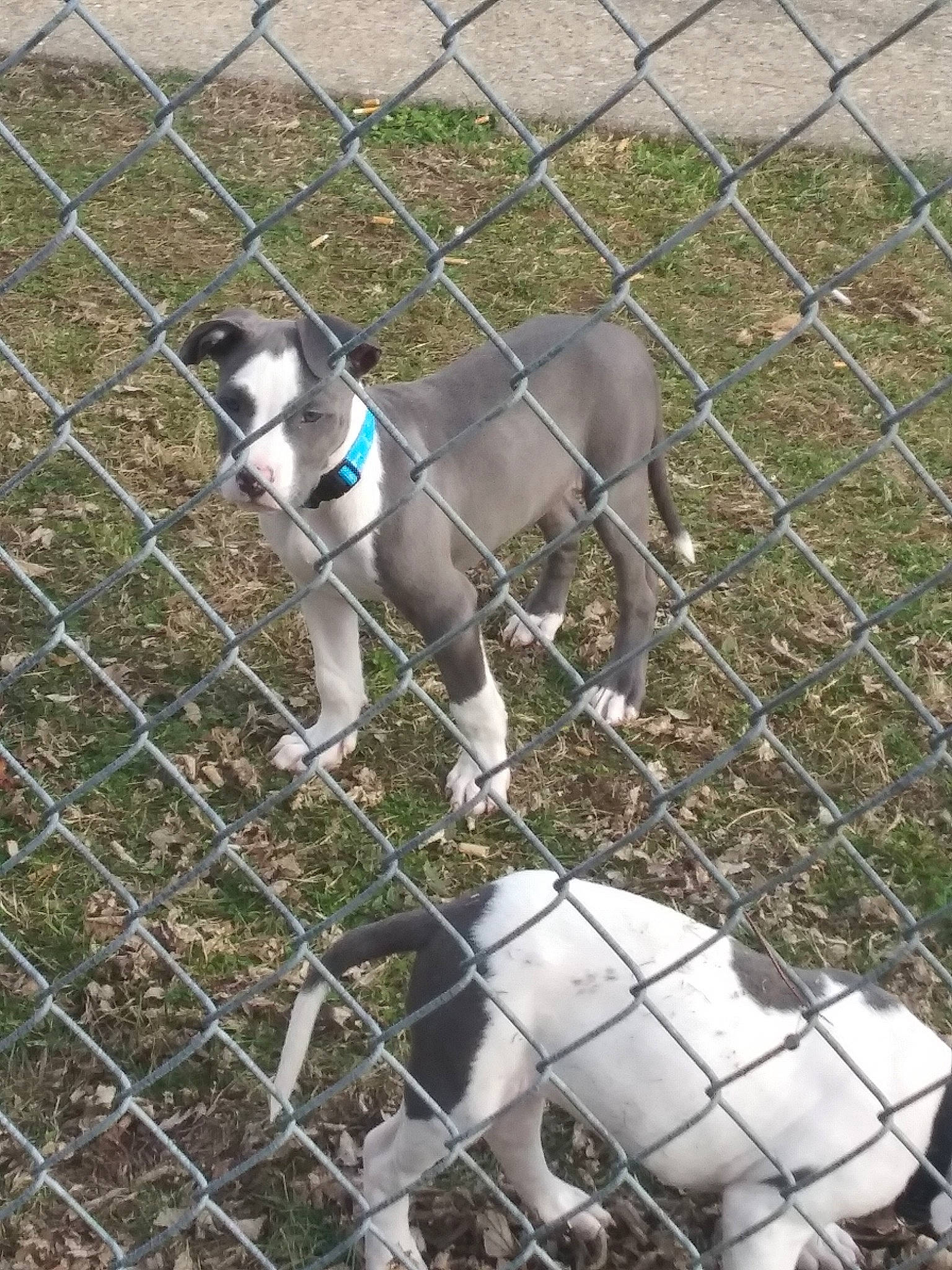 Ruckus is registered to the contest to win money with this photo: american_pit_bull_terrier, american_staffordshire_terrier, animal_shelter, canidae, carnivore, dog, dog_breed, feist, mammal, non_sporting_group, pit_bull, pointer, sporting_group, treeing_feist, vertebrate