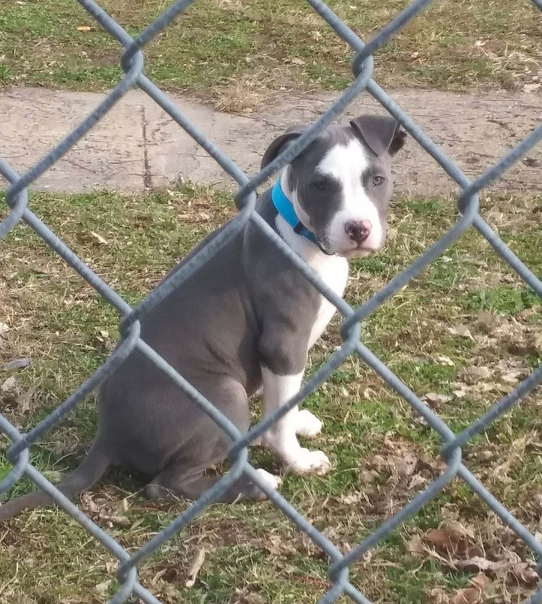 Ruckus joined the competition — help win amazing prizes! american_pit_bull_terrier, american_staffordshire_terrier, animal_shelter, bully_kutta, canidae, carnivore, dog, dog_breed, fawn, mammal, non_sporting_group, pit_bull, snout, terrier, vertebrate