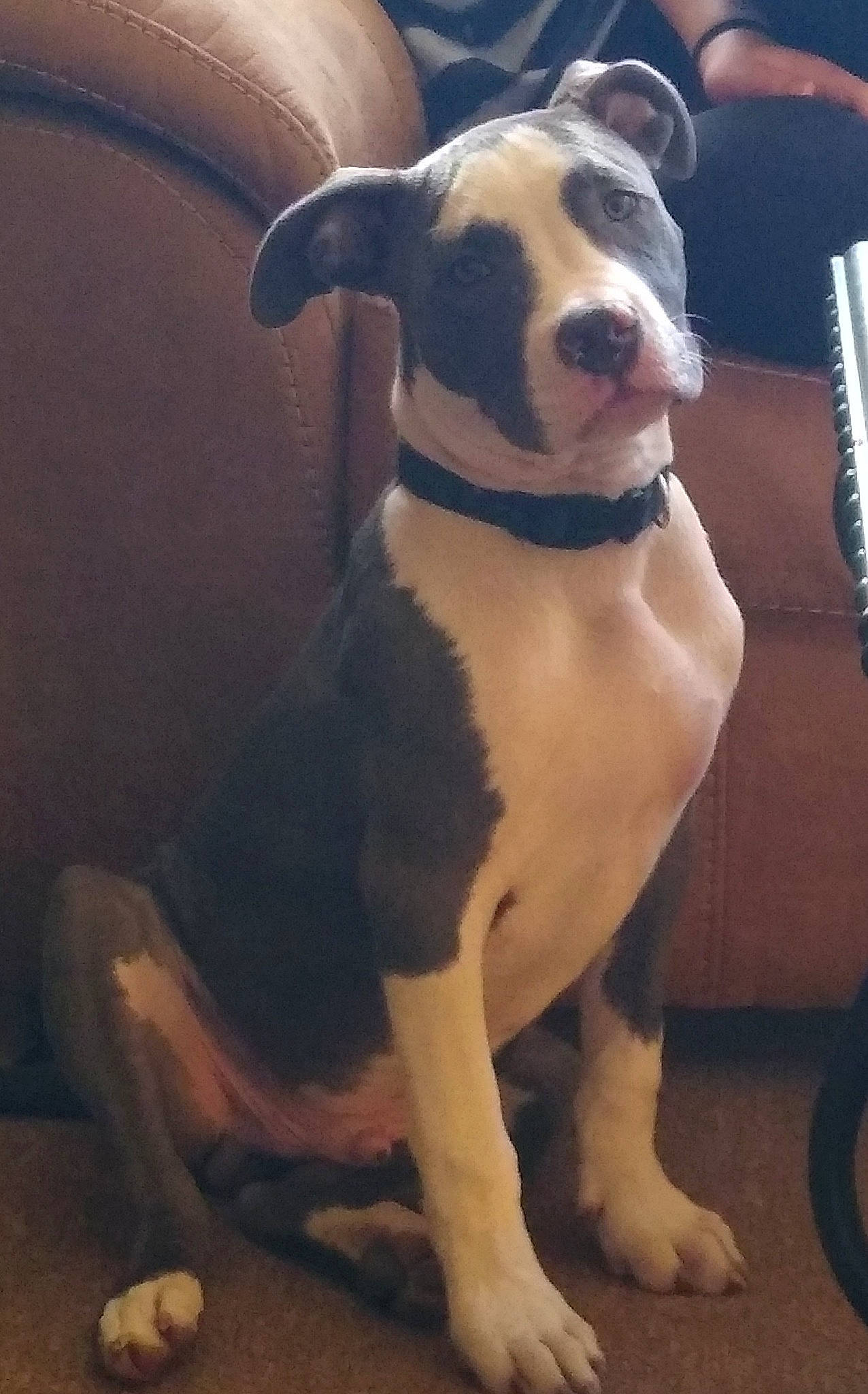 Ruckus joined the competition — help win amazing prizes! american_bulldog, american_pit_bull_terrier, american_staffordshire_terrier, canidae, carnivore, dog, dog_breed, fawn, mammal, non_sporting_group, pit_bull, rare_breed_dog, snout, tail, valley_bulldog, vertebrate