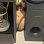 cat, fluffy, curious, peeking, tight_space, speaker, shelf, kibble, floor, indoor, pet, animal, feline, brown, black, white, home, curious_eyes, small_space, quiet