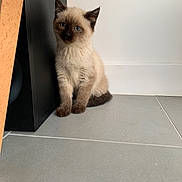 Zoom a rejoint le concours — aidez-le/la à gagner de superbes lots ! kitten, cat, siamese, blue_eyes, fur, floor, tile, speaker, wooden_chair_leg, indoor, pet, animal, cute, sitting, leaning, curious, young, small, domestic_cat, whiskers
