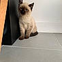 kitten, cat, siamese, blue_eyes, fur, floor, tile, speaker, wooden_chair_leg, indoor, pet, animal, cute, sitting, leaning, curious, young, small, domestic_cat, whiskers