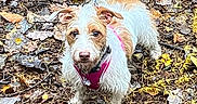 Silver is registered to the contest to win money with this photo: autumn, brown_and_white, canine, curious, dog, ears, forest_floor, ground, leash, leaves, mud, nature, outdoor, pet, pink_harness, scruffy_coat, shoes, small_dog, tail, walking