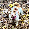 dog, small_dog, leash, pink_harness, forest_floor, leaves, mud, autumn, outdoor, nature, shoes, curious, scruffy_coat, brown_and_white, pet, walking, canine, ears, tail, ground