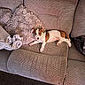 puppy, dog, couch, sofa, blanket, cushion, indoor, pet, brown, white, relaxed, laying, carpet, cozy, furniture, home, cute, small, animal, domestic