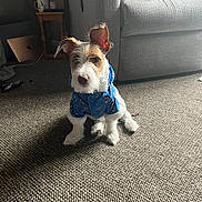 Silver is registered to the contest to win money with this photo: dog, puppy, blue_jacket, carpet, living_room, couch, side_table, cup, backpack, floor, furniture, pet, ears, fur, small_dog, indoors, cozy, sitting, looking, household_items