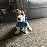 dog, puppy, blue_jacket, carpet, living_room, couch, side_table, cup, backpack, floor, furniture, pet, ears, fur, small_dog, indoors, cozy, sitting, looking, household_items