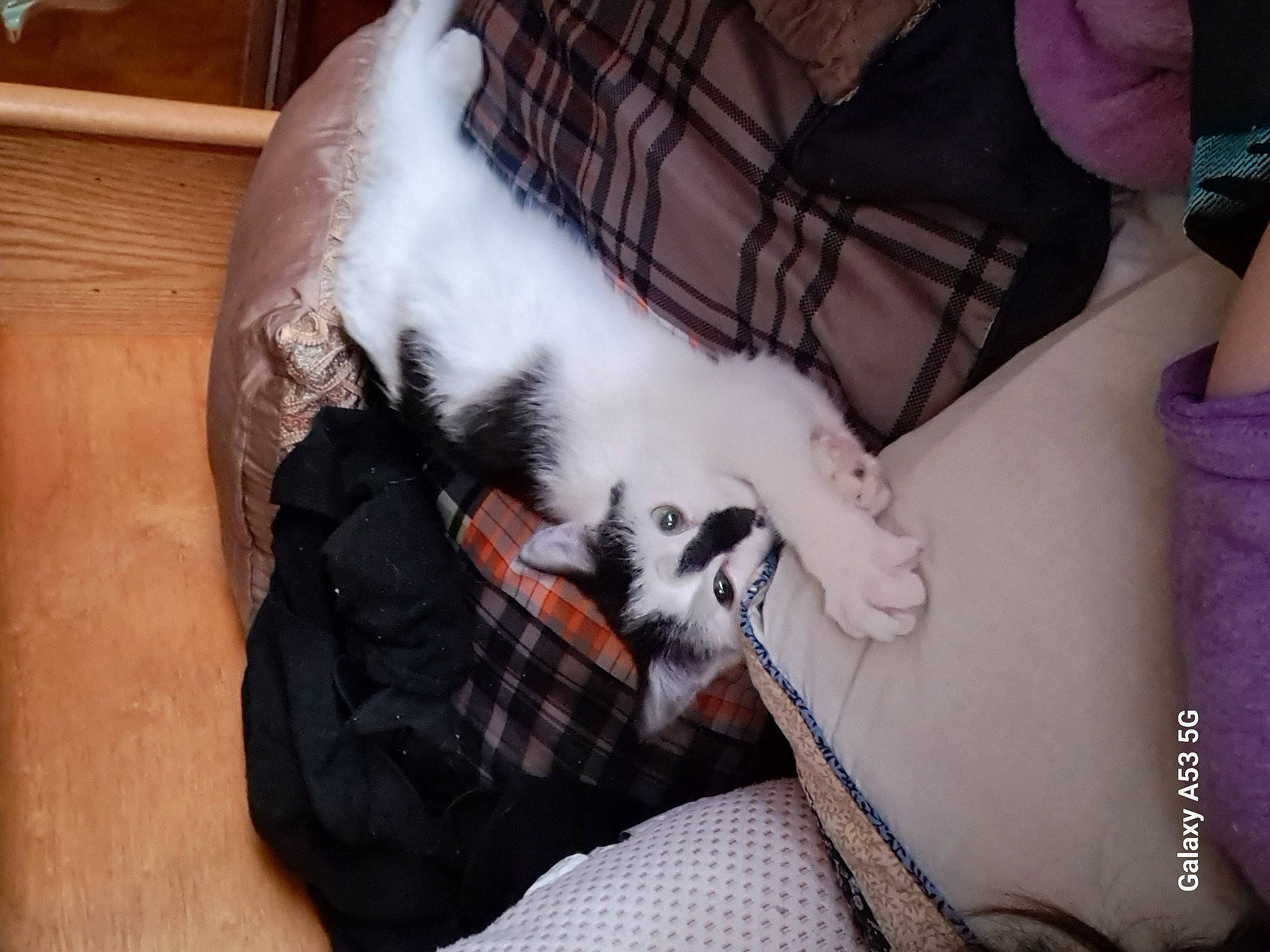 Snickers is registered to the contest to win money with this photo: canidae, carnivore, cat, claw, comfort, companion_dog, dog_breed, ear, felidae, fur, hardwood, lap, pattern, paw, small_to_medium_sized_cats, sporting_group, tail, tartan, whiskers, wood